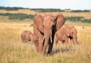 Africa Elephants