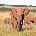 Africa Elephants