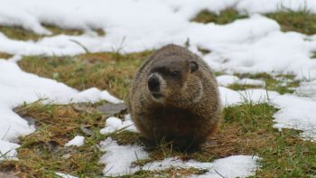 Groundhog in winter