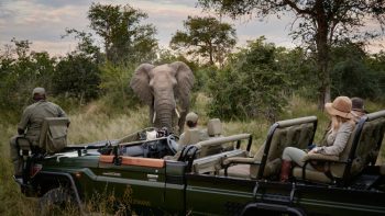 African Travel Inc. Safari Elephant