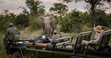 African Travel Inc. Safari Elephant