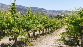 Vineyard in Napa Valley, California.
