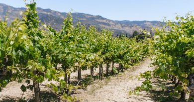 Vineyard in Napa Valley, California.