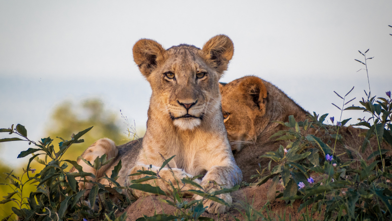 Lions at Dulini, South Africa.