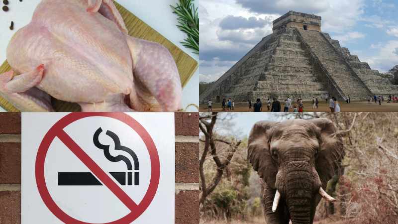 Clockwise from the top left: a raw chicken, El Castillo pyramid in Chichen Itza, an elephant, and a no smoking sign.