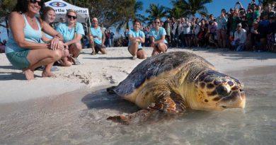 “Ida” the sea turtle is back swimming off the Florida Keys.