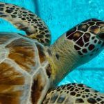 Florida Keys, turtle release