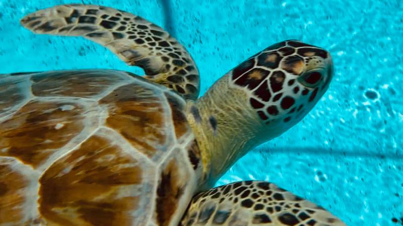 Florida Keys, turtle release
