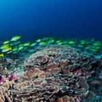 MSC Foundation Funds Research on Coral Species at Risk of Extinction. MSC Photo