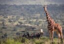 African Travel, Inc. Launches Advisor Incentive to Win $30K Safari