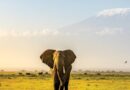 Collette’s African Safari: Kenya and Tanzania Tour