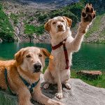 Dog Dogs Pet Travel