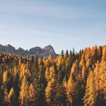 Autumn Fall