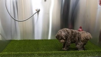 Edmonton International Airport Pet Relief Area. Credit: flyyeg.com